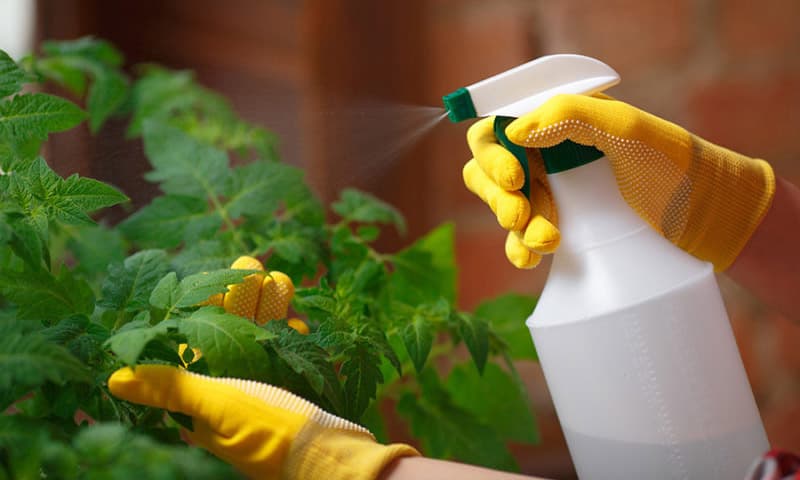 Phòng trừ sâu bệnh bằng sinh học: Giải pháp an toàn cho cây trồng