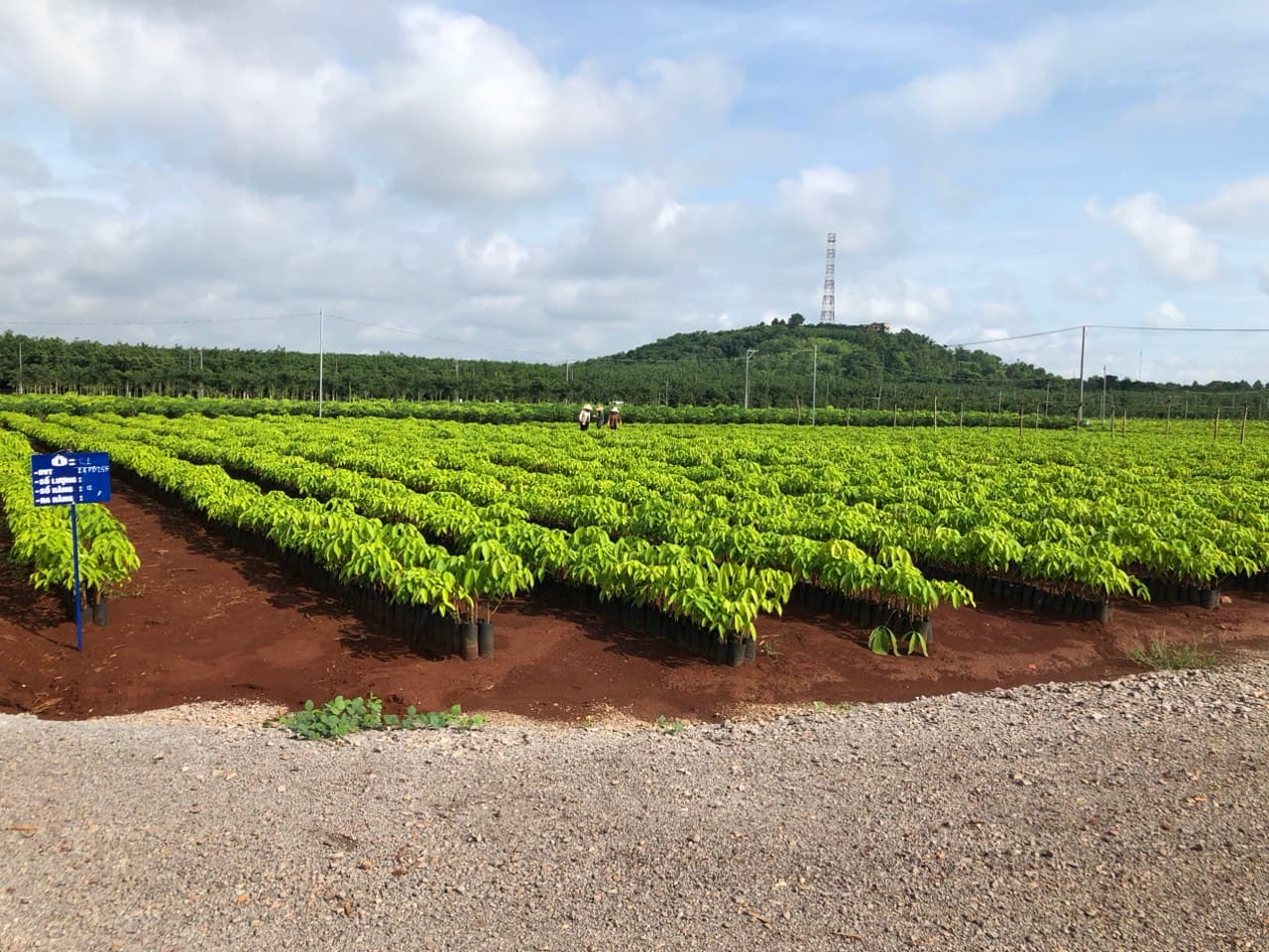 Môi trường xanh Ngọc Y