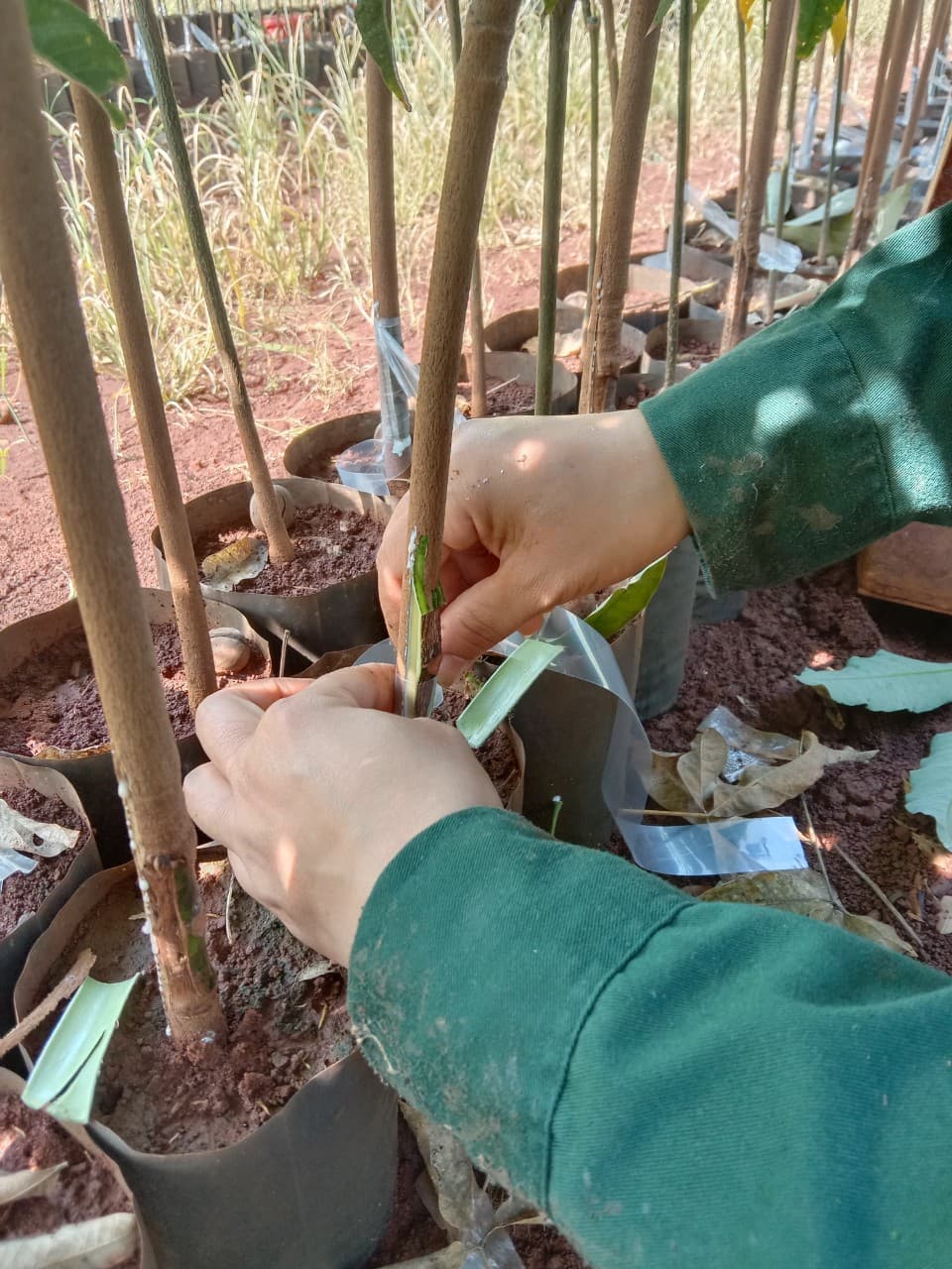 Môi trường xanh Ngọc Y