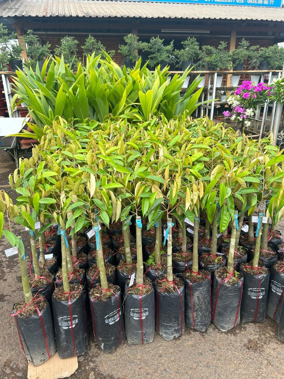 Cây giống và hạt giống