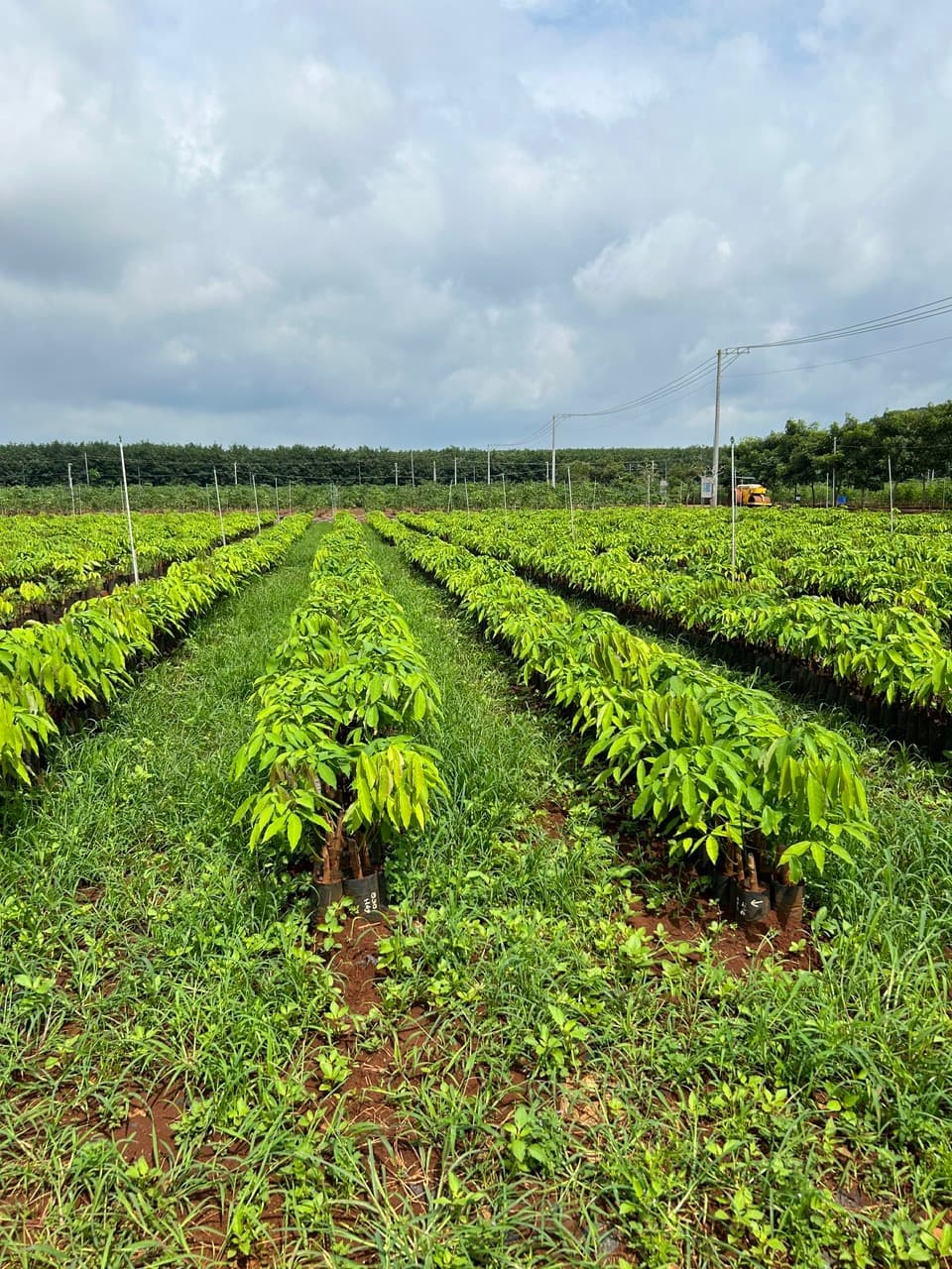 Trồng và chăm sóc rừng